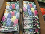 Hyacinth Orientals Mixed