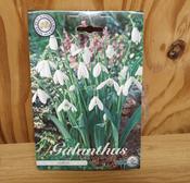 Galanthus Elwesii image