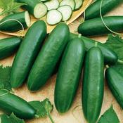 Cucumber 'La Diva' Seeds