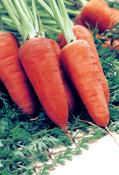 Carrot 'Chantenay Red Cored 2 Seeds