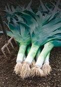 Leek 'Musselburgh' Seeds