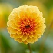 Dahlia Pompon 'Golden Scepter' Prepack Bulbs image