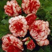 Begonia 'Marmorata' Prepack Bulbs image