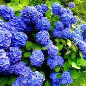 Hydrangea macrophylla 'Early Blue'