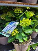 Hydrangea macrophylla Amor Blue image