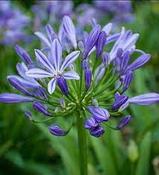 AGAPANTHUS Charlotte image
