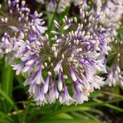 AGAPANTHUS Fireworks image