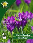 Crocus Ruby Giant image
