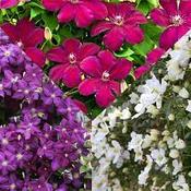 Clematis Mixed Varieties image