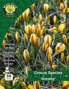 Crocus Species Dorothy 20pk