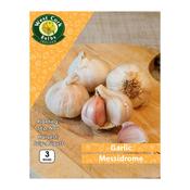 Garlic Messidrome 3 Bulb Prepack image