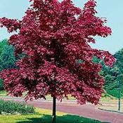 Acer platanoides Crimson King image