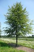 Fagus sylvatica image