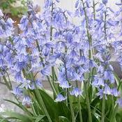 Hyacinthoides hispanica 'Blue' 10 Pk