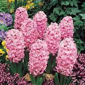Hyacinthus 'Fondant' 5 Pk image