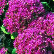 Sedum spectabile Brilliant image