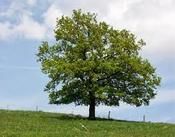 Quercus Robur - Common Oak image