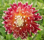 Dahlia Dinnerplate 'Akita' image