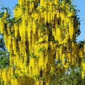 Laburnum Vossii 9ltr pot image