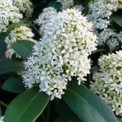 Skimmia jap. Finchy 2ltr