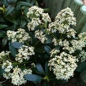 Skimmia jap. Snow White 2ltr image