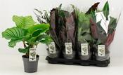 Calathea Mix p14 image
