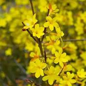 Jasminum nudiflorum image