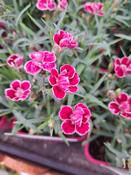 Dianthus Capitan Cologne 2ltr