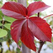 Parthenocissus quinquefolia image