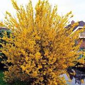 Forsythia 'Spectabilis' image