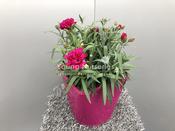 Dianthus 'Colores Pink'