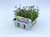 Lobelia Mixed Trailing image