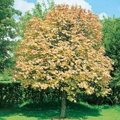 Acer Pseud. Brilliantissimum