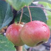 Malus Gorgeous - Flowering Crab apple image