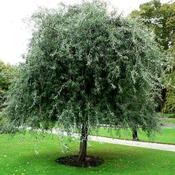 Pyrus Salicifolia Pendula image