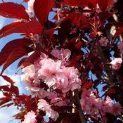 Prunus Serr. Royal Burgundy image