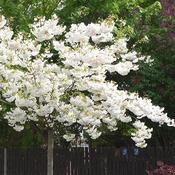 Prunus Shirotae image