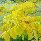 Robinia p. Frisia image