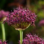 Allium atropurpureum 15 Pk image