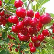 Prunus Kelleris (Cherry) image