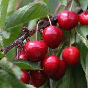 Prunus avium Stella (Cherry) image