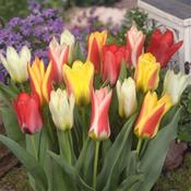 Tulip Dwarf Mixed 35 Pk image