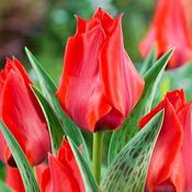 Tulip Dwarf Julius Caesar 35 Pk image
