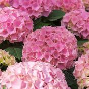 Hydrangea M. Early Rose image