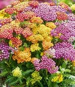 Achillea 'Milly Rock Dance'