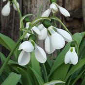 Giant Snowdrop 'Polar Bear'  3 Bulbs