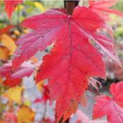 Acer f. Autumn Blaze image