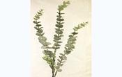 EUCALYPTUS SPRAY x 3 HEADS GREY 72CM 48580
