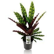 Calathea insignis p14 image