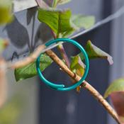 Coated Plant Rings 50pk